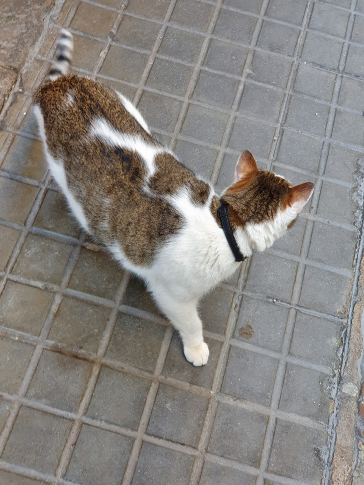 Galaxy S10 camera sample: meow