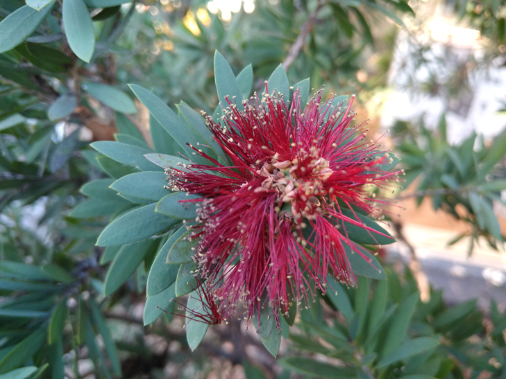 Motorola Moto G7 Plus camera sample: flower Motorola Moto G7 Plus camera sample: flower