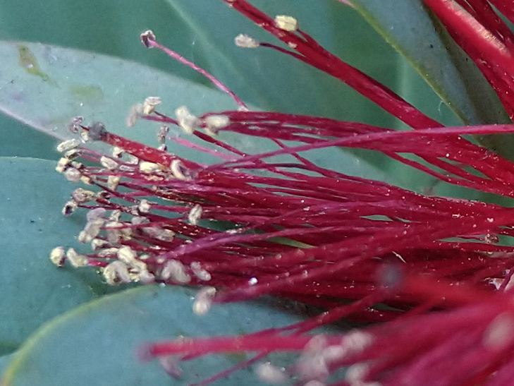Motorola Moto G7 Plus camera sample: 100% crop of flower Motorola Moto G7 Plus camera sample: 100% crop of flower