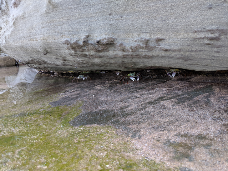 Google Pixel 3a camera sample: crabs Google Pixel 3a camera sample: crabs