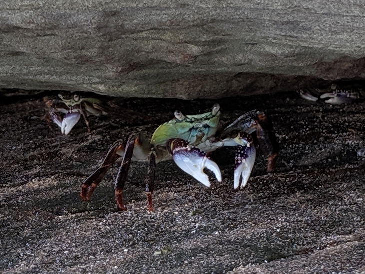 Google Pixel 3a camera sample: 100% crop of crabs Google Pixel 3a camera sample: 100% crop of crabs