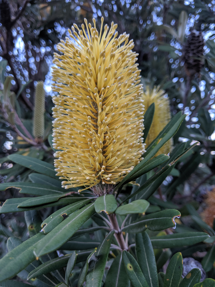 Google Pixel 3a camera sample: Flower Google Pixel 3a camera sample: Flower