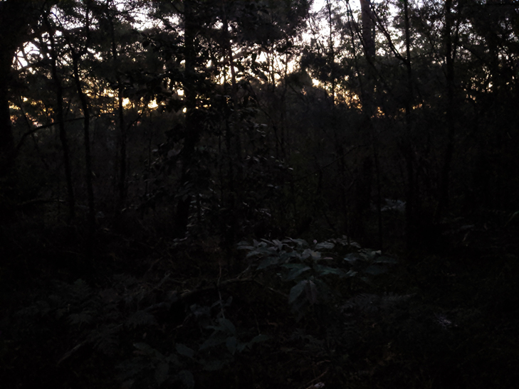 Google Pixel 3a camera sample: Royal National Park Google Pixel 3a camera sample: Royal National Park