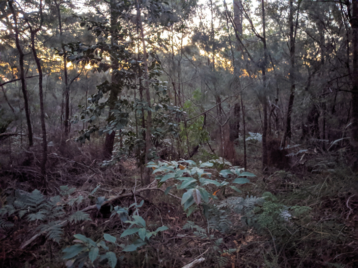 Google Pixel 3a camera sample: Royal National Park Night Sight Google Pixel 3a camera sample: Royal National Park Night Sight