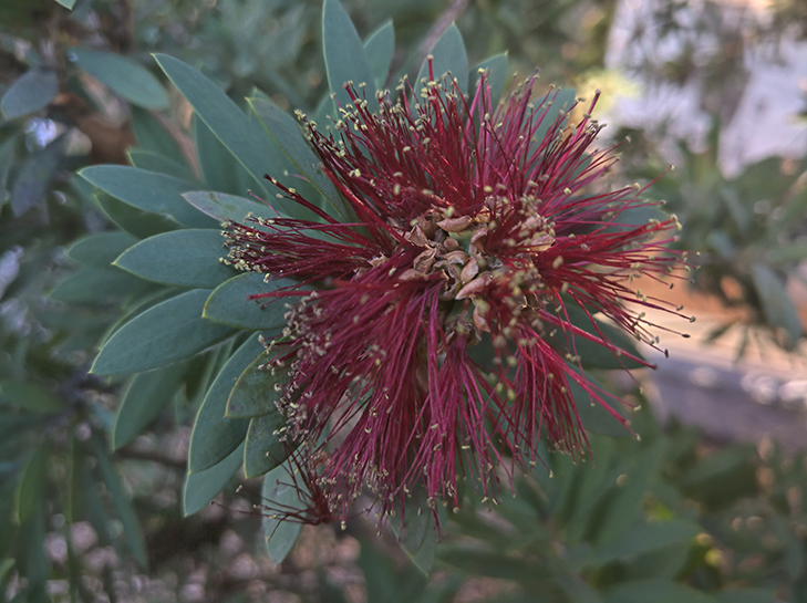 Nokia 9 PureView camera sample: flower Nokia 9 PureView camera sample: flower