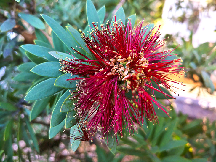 Nokia 9 PureView camera sample: flower, edited Nokia 9 PureView camera sample: flower, edited