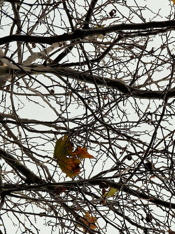 OPPO Reno 5G camera sample: leaves at 10x zoom OPPO Reno 5G camera sample: leaves at 10x zoom