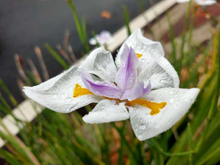 OPPO Reno 5G camera sample: Flower OPPO Reno 5G camera sample: Flower