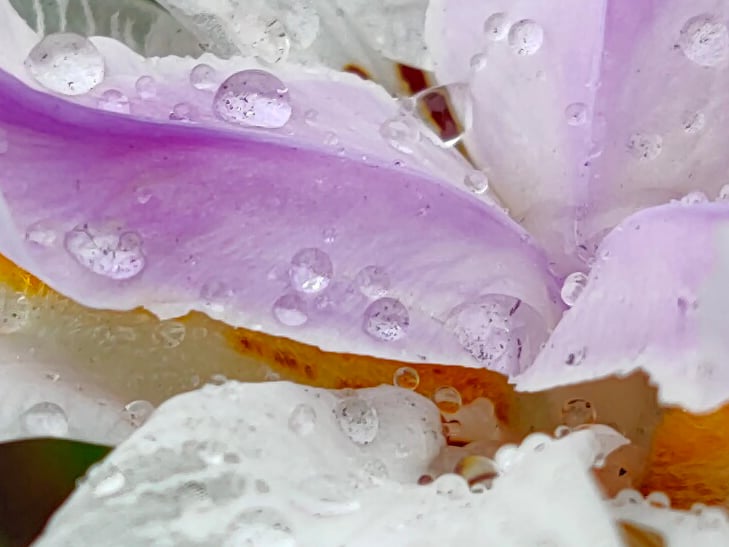 OPPO Reno 5G camera sample: Flower OPPO Reno 5G camera sample: Flower