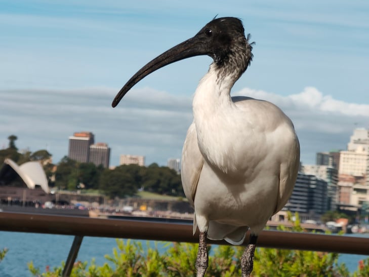 OPPO Reno 5G camera sample: Bin Chicken OPPO Reno 5G camera sample: Bin Chicken