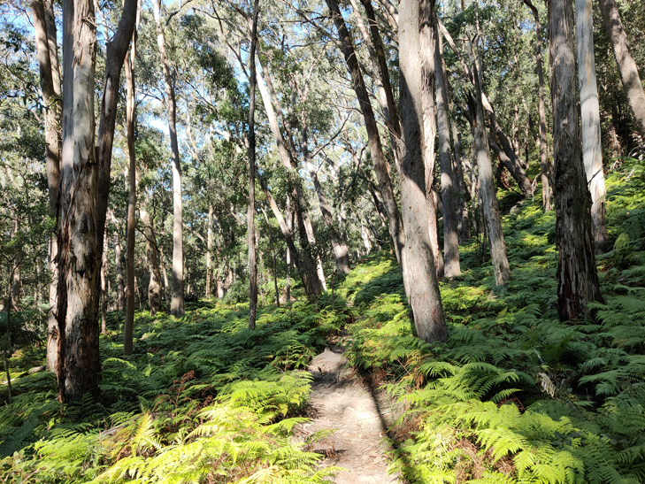 OPPO Reno 5G camera sample: Blue Mountains OPPO Reno 5G camera sample: Blue Mountains