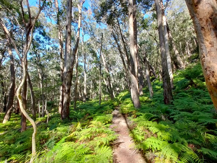 OPPO Reno 5G camera sample: Blue Mountains OPPO Reno 5G camera sample: Blue Mountains