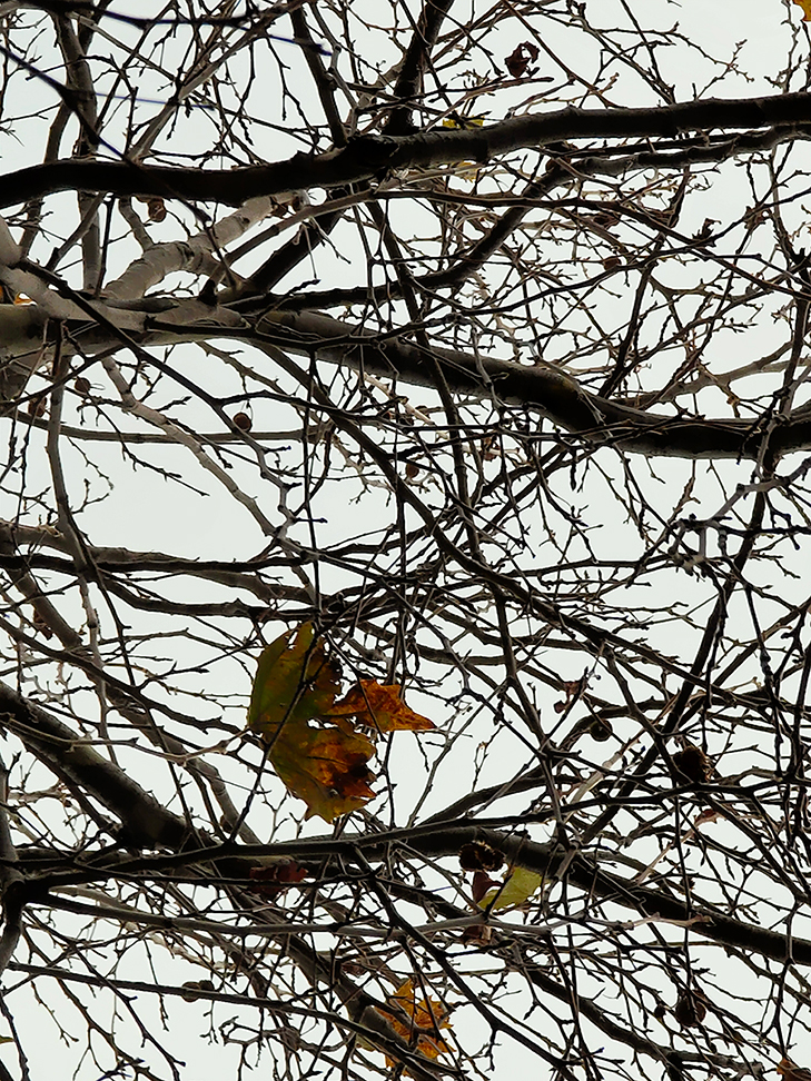 OPPO Reno 5G camera sample: Tree OPPO Reno 5G camera sample: Tree