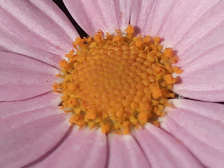 Nokia 1 Plus camera sample: 100% crop of flower Nokia 1 Plus camera sample: 100% crop of flower