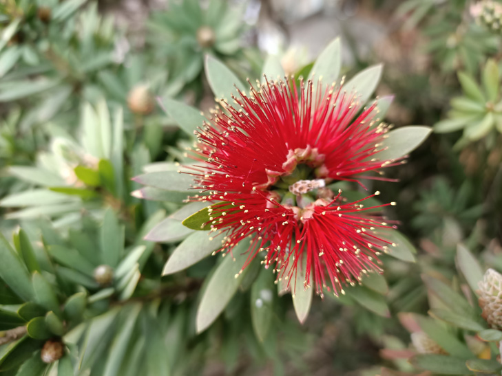 OPPO Reno Z camera sample: flower OPPO Reno Z camera sample: flower