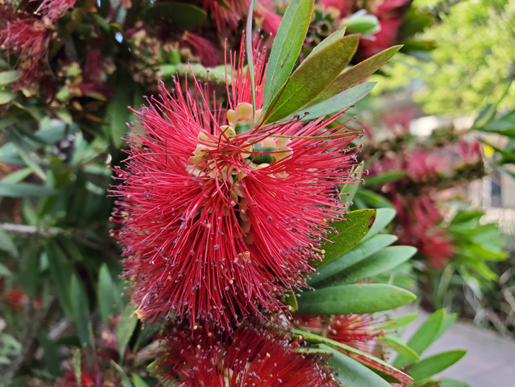 Samsung Galaxy Fold camera sample: flower Samsung Galaxy Fold camera sample: flower