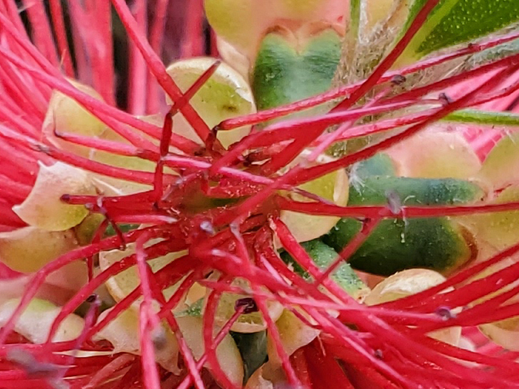 Samsung Galaxy Fold camera sample: 100% crop of flower Samsung Galaxy Fold camera sample: 100% crop of flower
