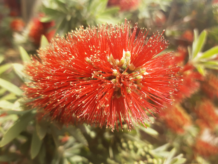 Motorola One Vision camera sample: flower Motorola One Vision camera sample: flower