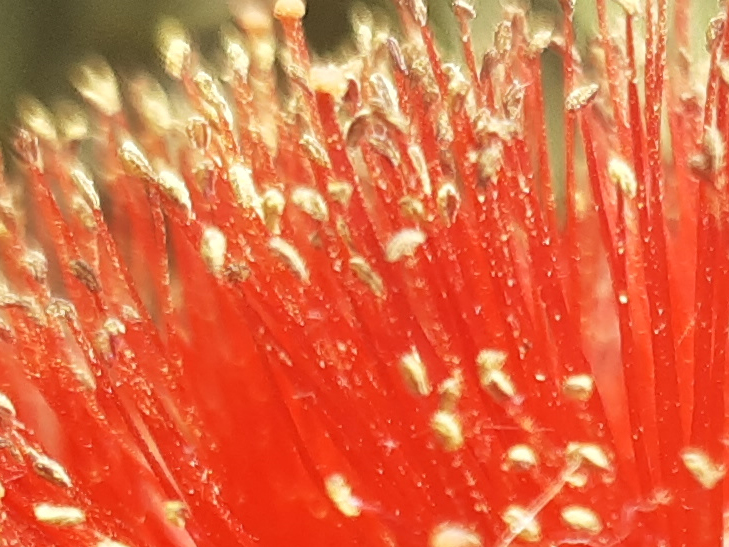 Motorola One Vision camera sample: 100% crop of flower Motorola One Vision camera sample: 100% crop of flower