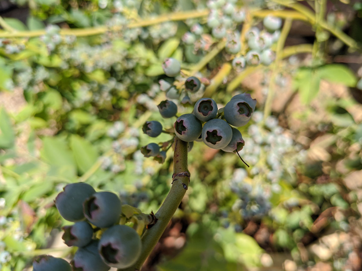 Pixel 4 camera sample: berries Pixel 4 camera sample: berries