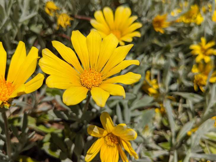 Pixel 4 camera sample: flowers Pixel 4 camera sample: flowers