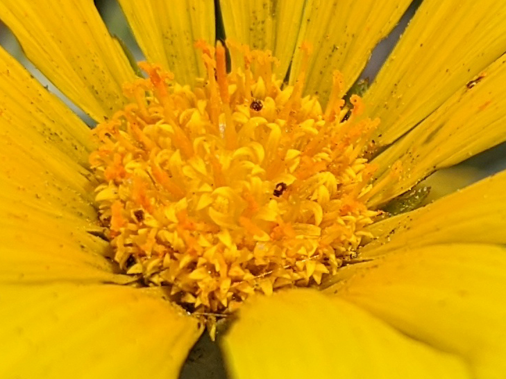 Pixel 4 camera sample: 100% crop of flowers Pixel 4 camera sample: 100% crop of flowers