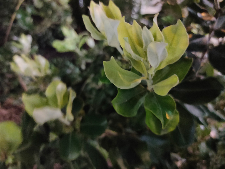 Realme XT camera sample: night plant Realme XT camera sample: night plant