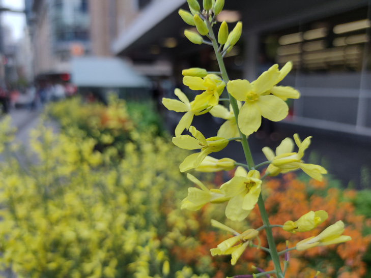 Realme XT camera sample: flower Realme XT camera sample: flower
