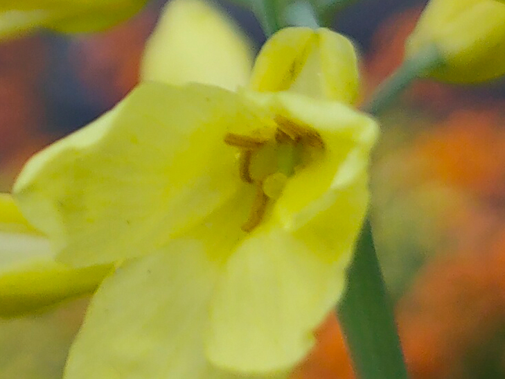 Realme XT camera sample: flower, 100% crop Realme XT camera sample: flower, 100% crop