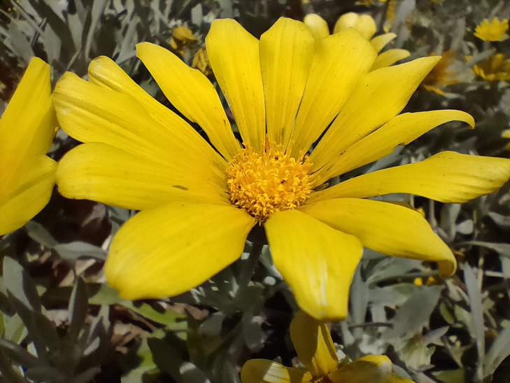 Realme XT camera sample: macro flower Realme XT camera sample: macro flower