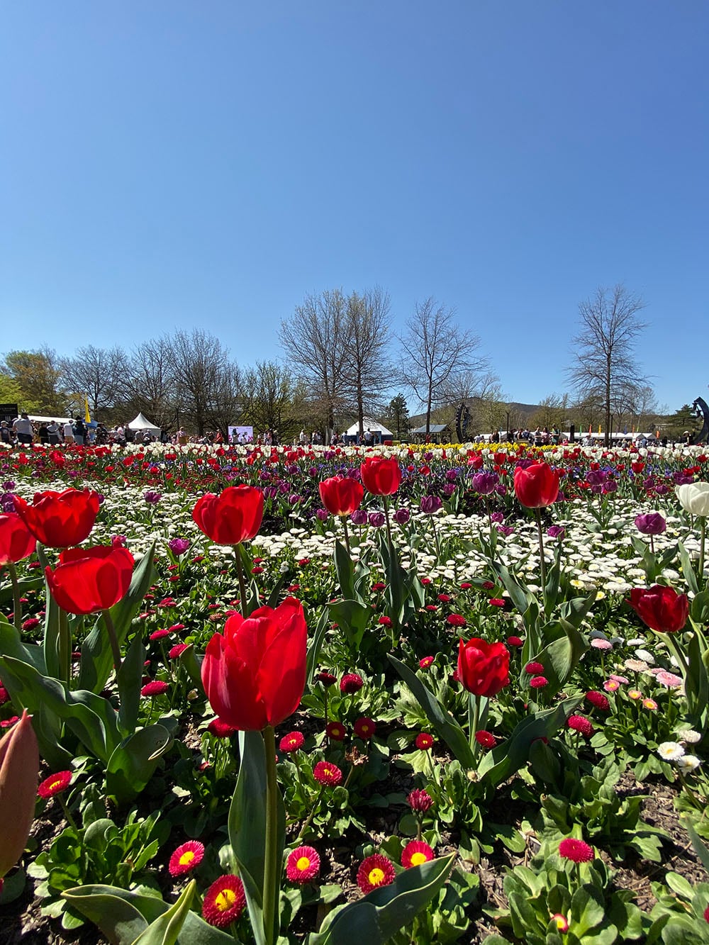 iPhone 11 camera sample