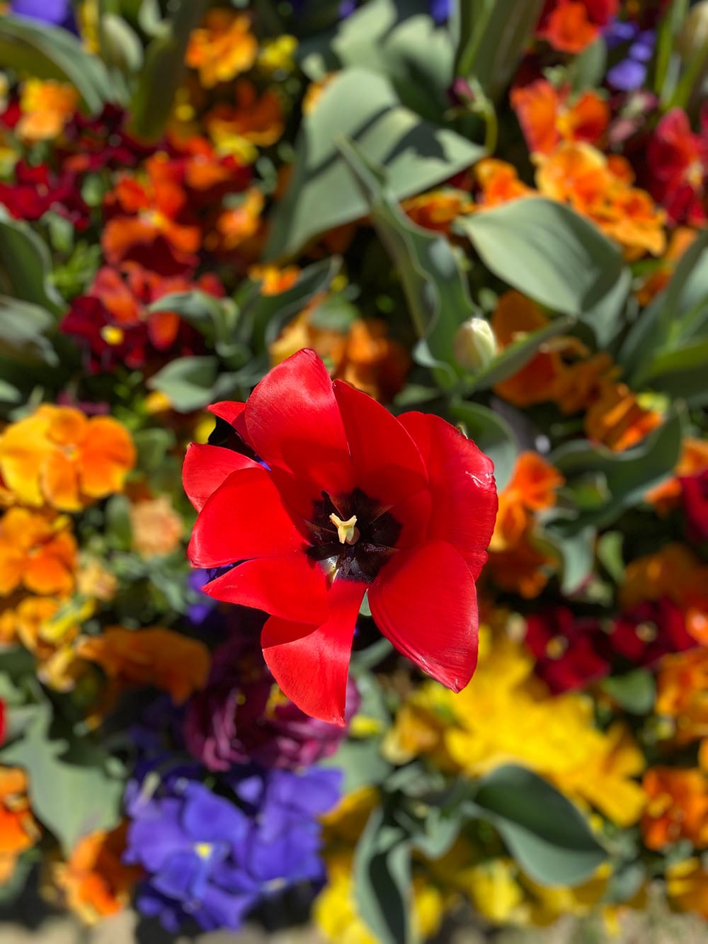 iPhone 11 camera sample