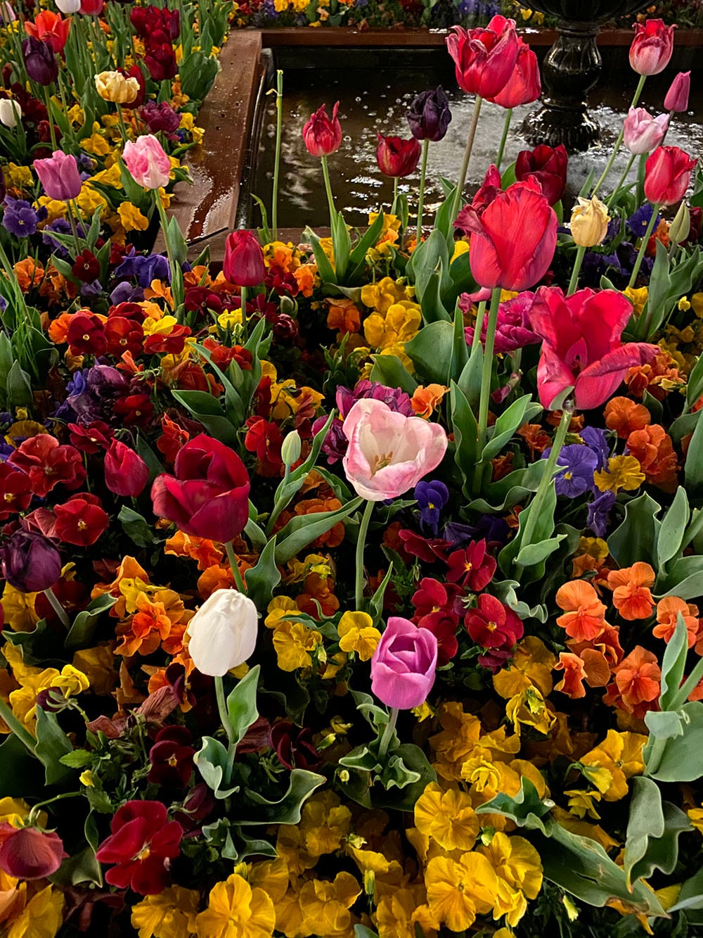 iPhone 11 camera sample