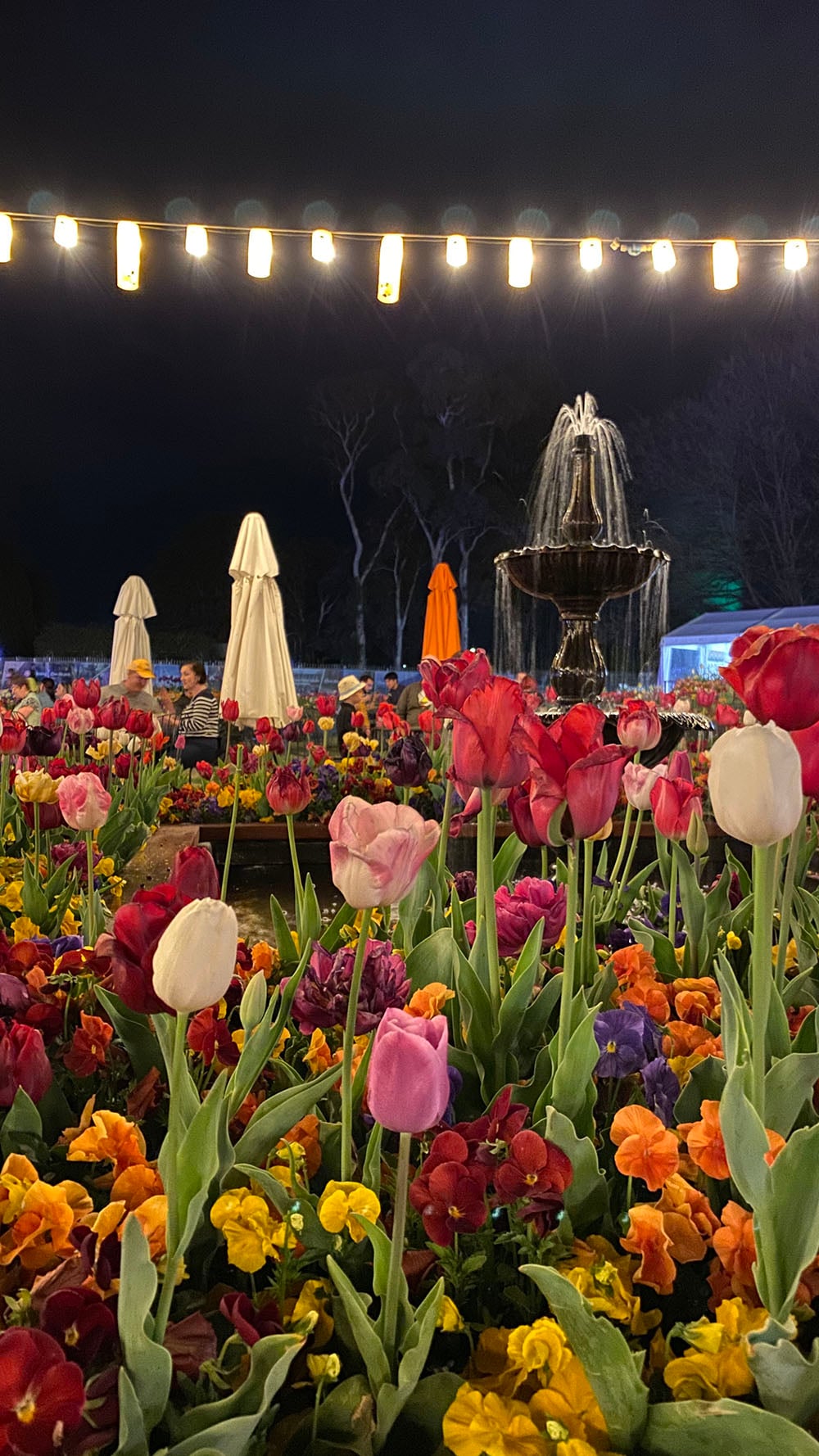 iPhone 11 camera sample