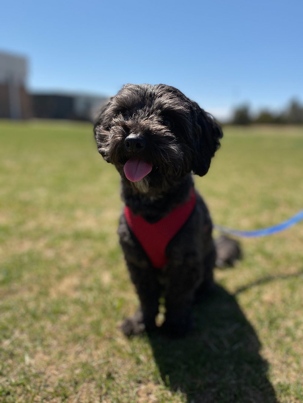 iPhone 11 camera sample