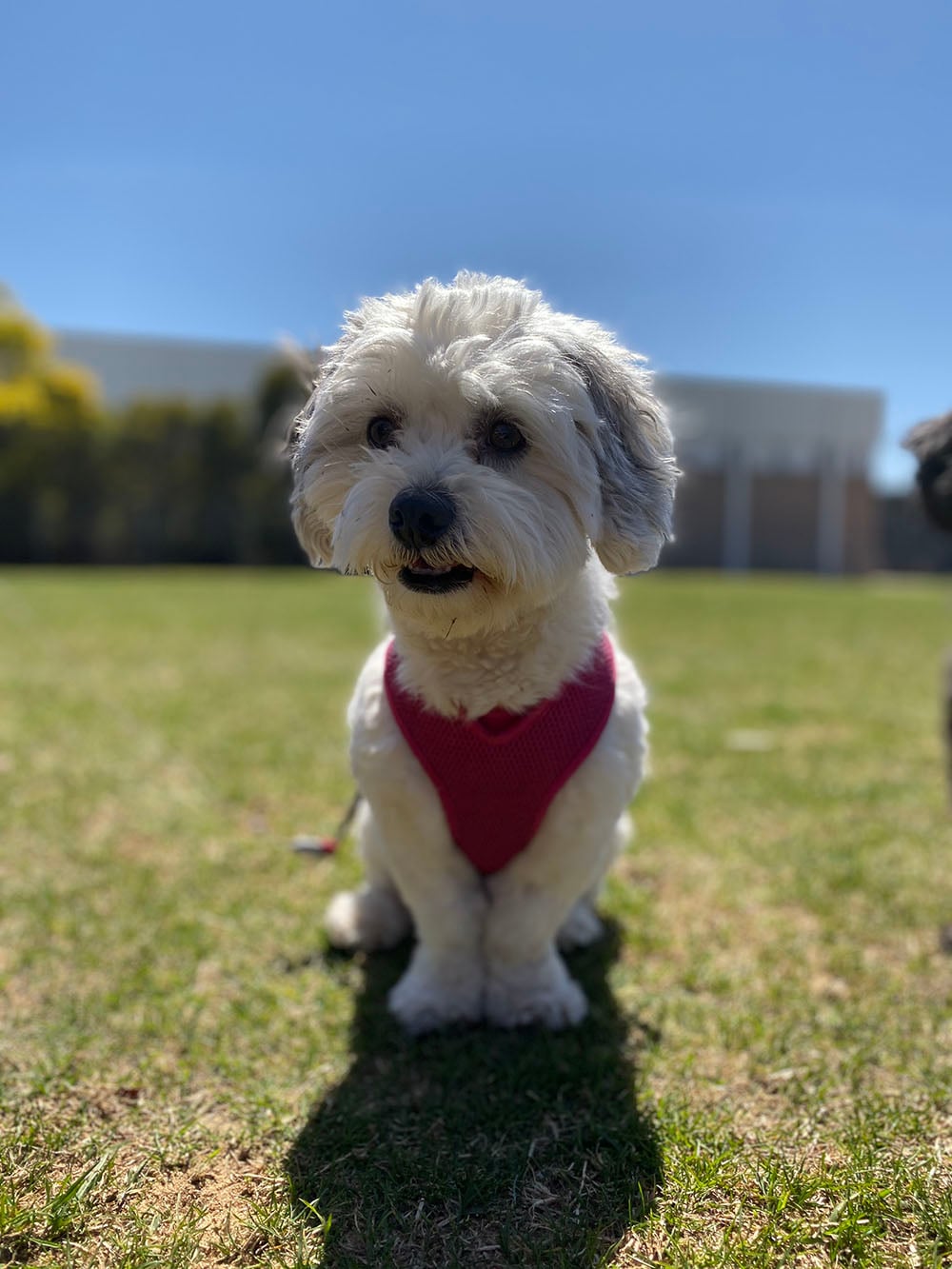 iPhone 11 camera sample