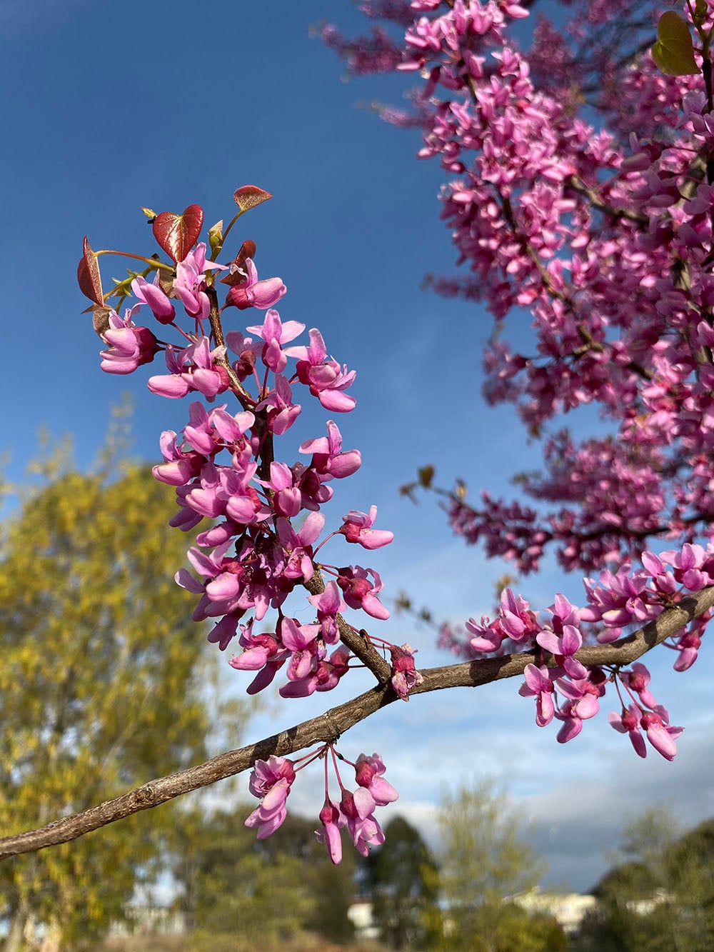 iPhone 11 camera sample