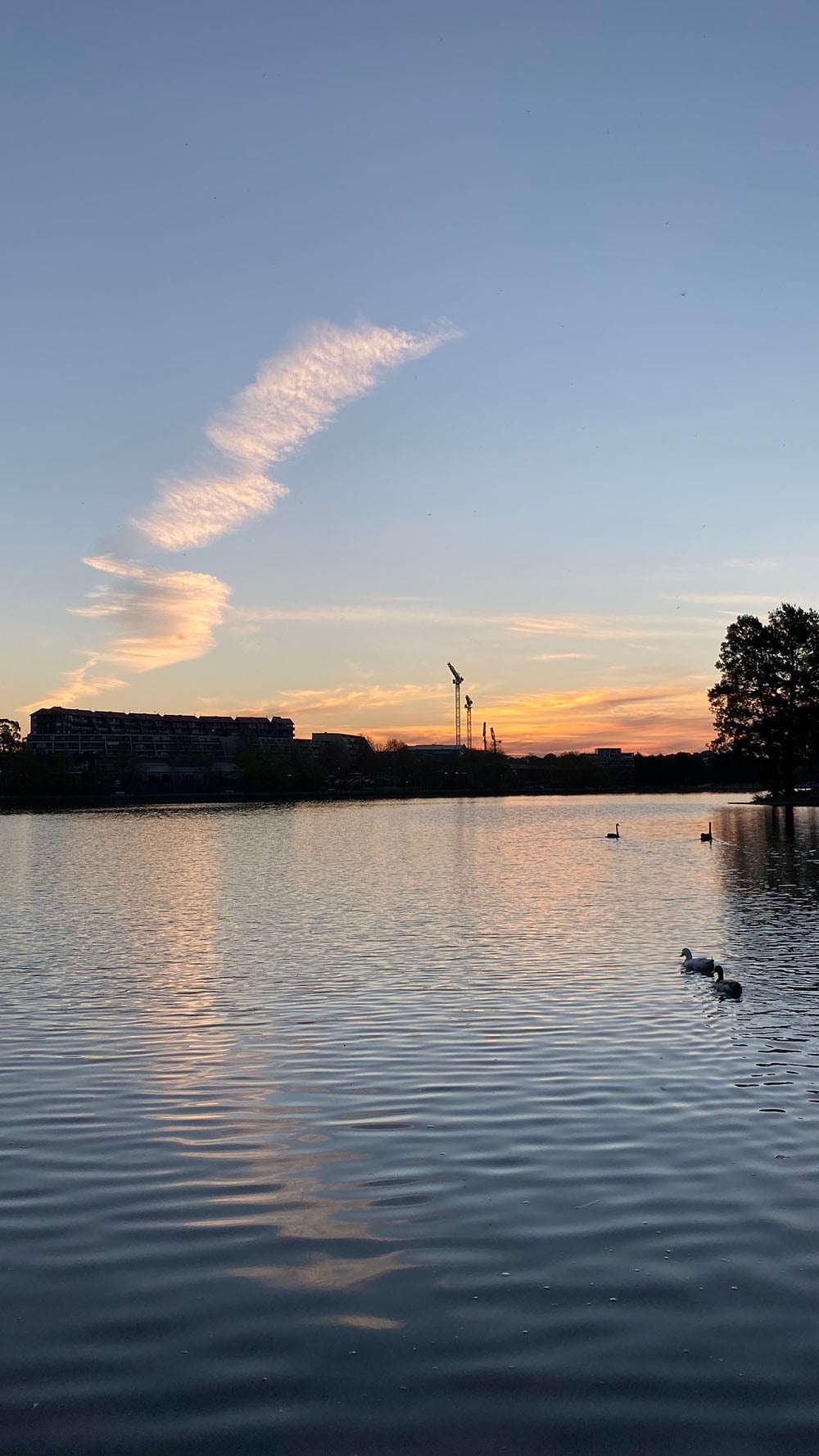 iPhone 11 camera sample