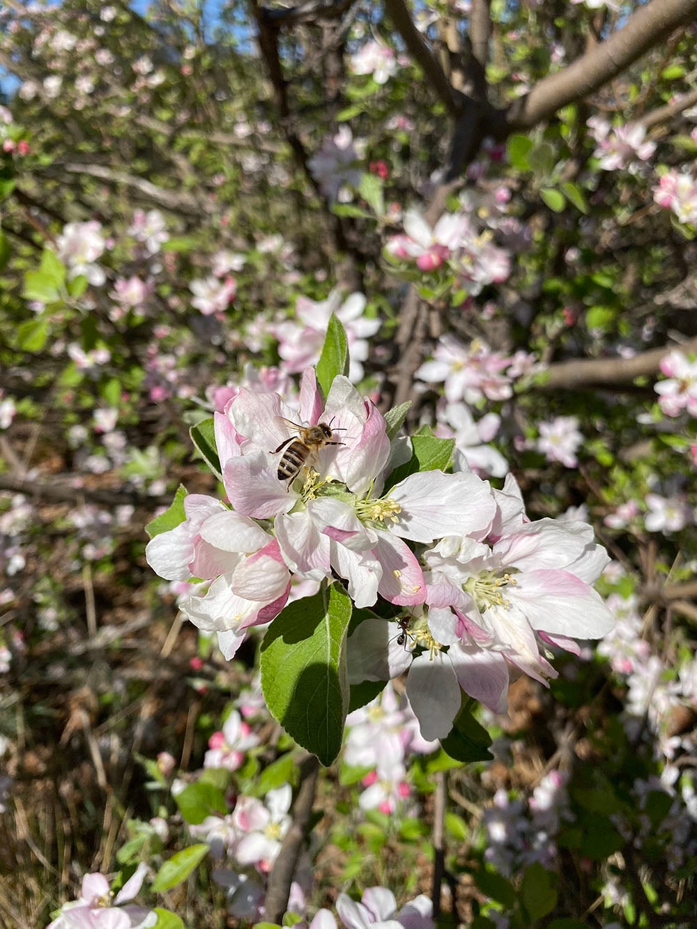 iPhone 11 camera sample