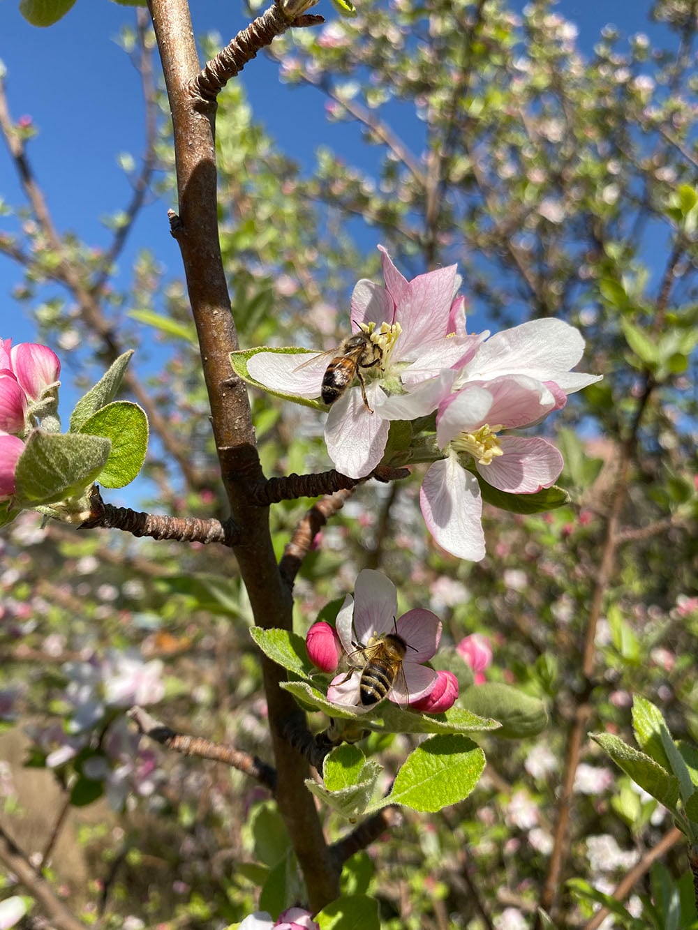 iPhone 11 camera sample