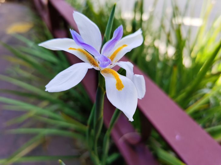 Huawei Mate 30 Pro camera sample: flower Huawei Mate 30 Pro camera sample: flower