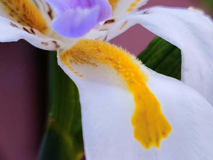 Huawei Mate 30 Pro camera sample: 100% crop of flower Huawei Mate 30 Pro camera sample: 100% crop of flower