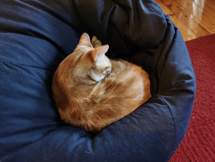 Huawei Mate 30 Pro camera sample: cat Huawei Mate 30 Pro camera sample: cat