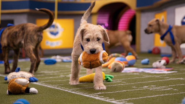 puppy bowl puppy bowl