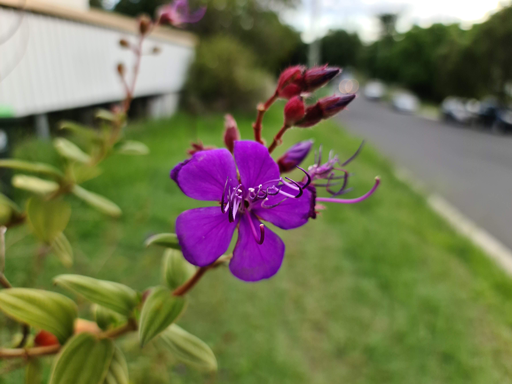 Samsung Galaxy S20 Ultra camera sample: flower Samsung Galaxy S20 Ultra camera sample: flower