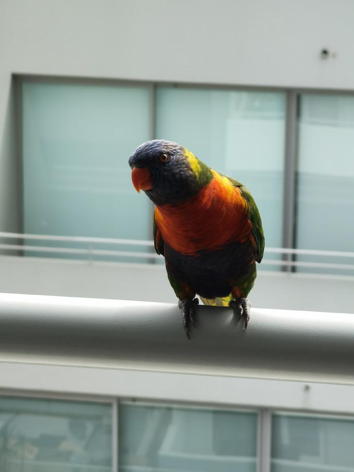 Huawei P40 Pro camera sample: Birb Huawei P40 Pro camera sample: Birb