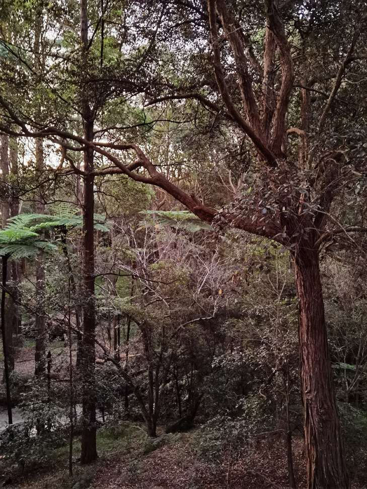 Huawei P40 Pro camera sample: bush Huawei P40 Pro camera sample: bush