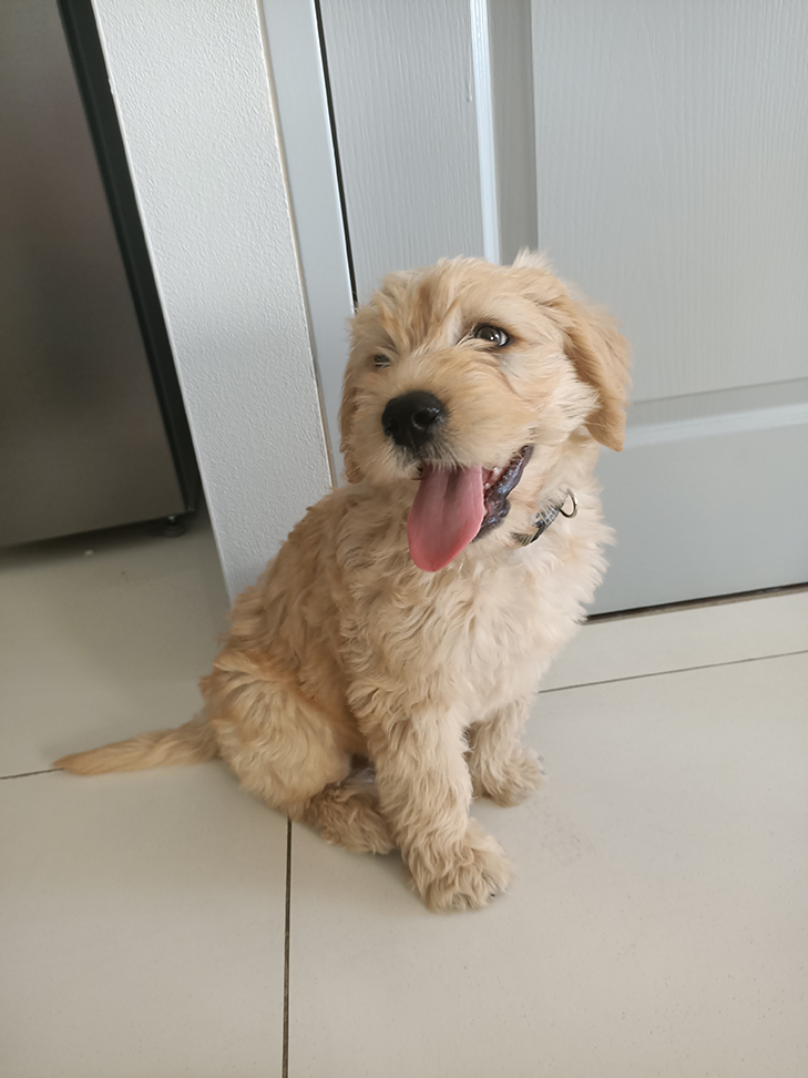 OPPO Reno 2 Z camera sample: pupper OPPO Reno 2 Z camera sample: pupper