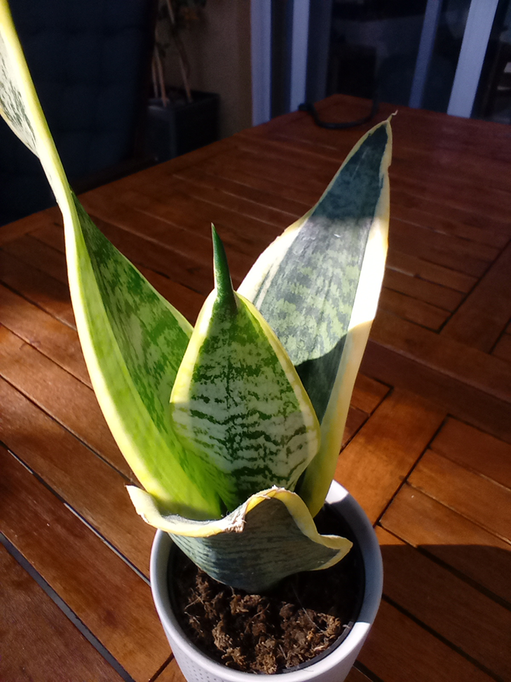 Moto G8 Power Lite Camera Sample - Macro Mode Moto G8 Power Lite Camera Sample - Macro Mode