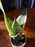 Moto G8 Power Lite Camera Sample - Macro Moto G8 Power Lite Camera Sample - Macro